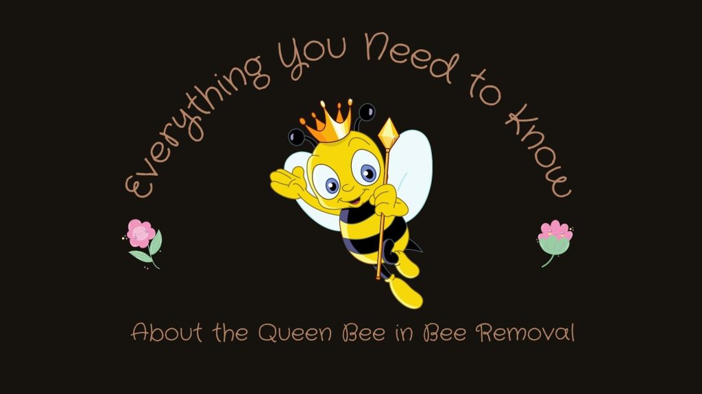 role-of-queen-bee-in-irvine-bee-removal
