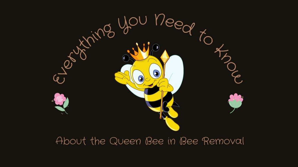 role-of-queen-bee-in-irvine-bee-removal